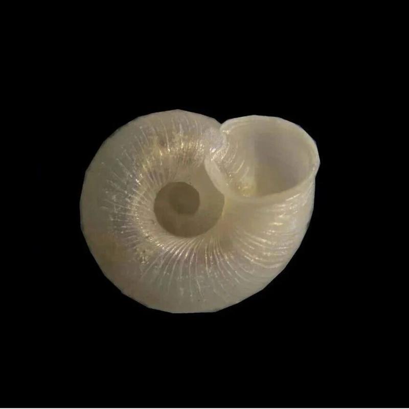 可持续发展玉米