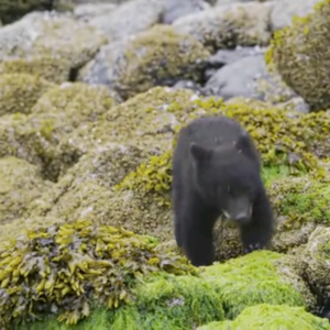 BBC Earth｜小黑熊的首次海边之旅