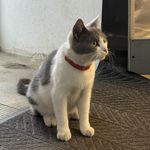 第叁视角
