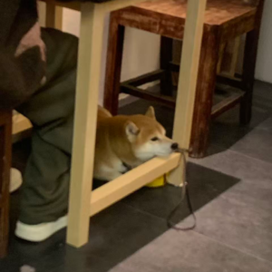 春天到了,终于可以说,新年快乐!