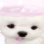 彧圆么么茶