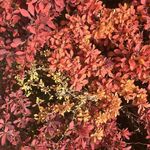 cherrycoloredfunk
