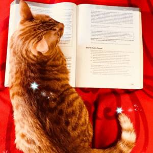 雅思口语Part 3高分语料 | Holidays 假期