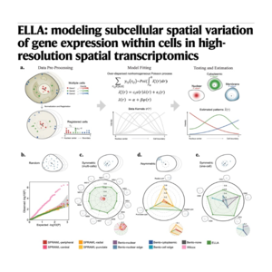 271-ELLA: Subcellular Spatial Localization Analysis