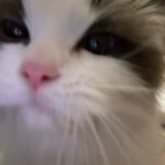 姜姜姜内