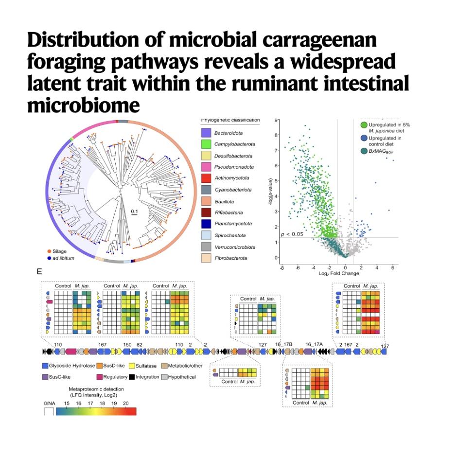 1123-Carrageenan Catabolism in Ruminant Microbiomes episode artwork