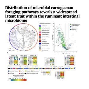 1123-Carrageenan Catabolism in Ruminant Microbiomes