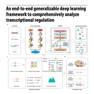834-BioSeq2Seq to analyze transcriptional regulation