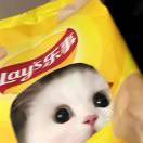 饭饭只想吃饭饭