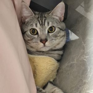 podcaster-avatar