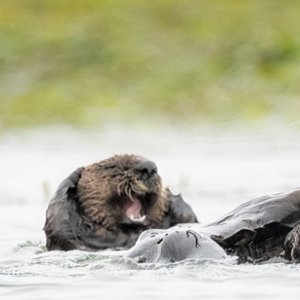 BBC随身英语｜动物也会开玩笑吗？