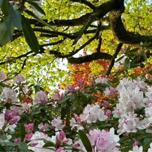 幸福是和你去逛公园