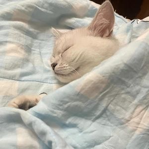 阿金的助眠播客