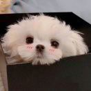 一个毛子