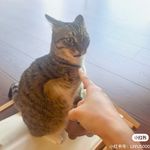 豆子茄子