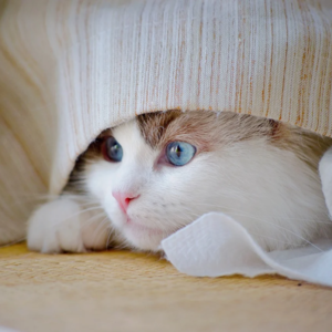 EP181 金融时间序列可视化新方法FATE