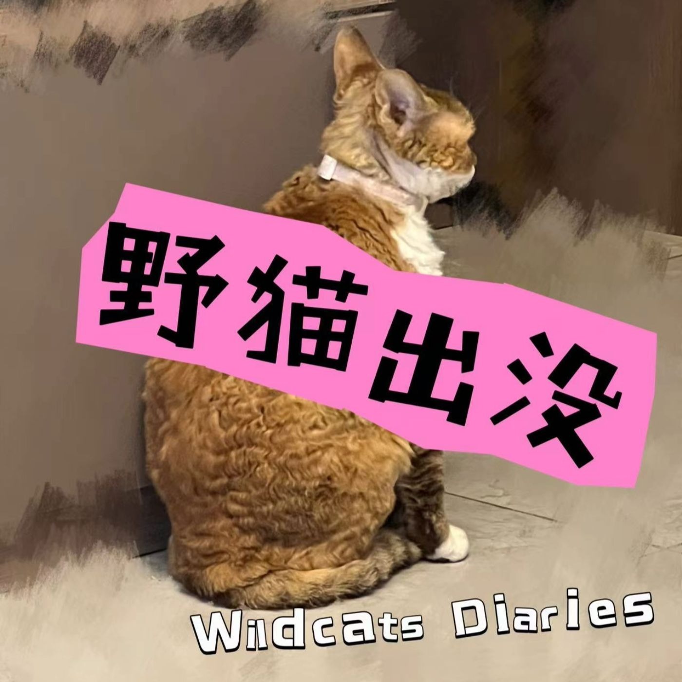 野猫出没