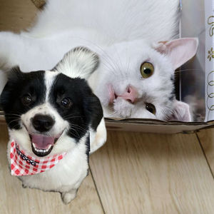 海苔咪和咖啡妹