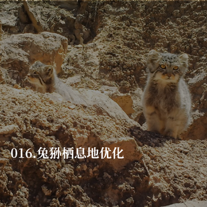 016.我们在荒漠里,给野生兔狲盖了一座房子