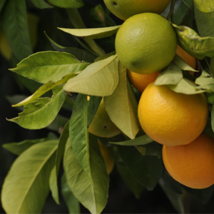 EP70 商标数据选股