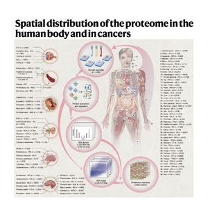 1343-A Quantitative Spatially Resolved Map of Human Proteome