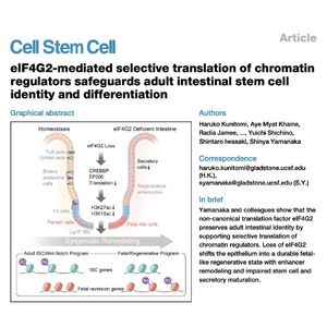 1120-eIF4G2介导的翻译控制保障成年肠道干细胞身份