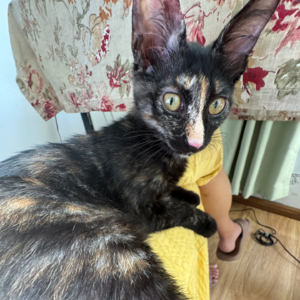 #020 感谢心软，喜当流浪猫的妈