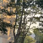 野雀radio