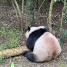 延续1zz