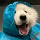 头上长了一棵草