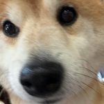 好的小王