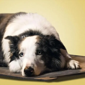 夫妻关系 是动态的，不是静态的 —— 电影 Anatomy of a Fall 翻译不准《坠落的审判》