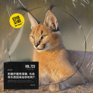 vol.723 豹猫狞猫荒漠猫，也会带东西回来给你吃吗？