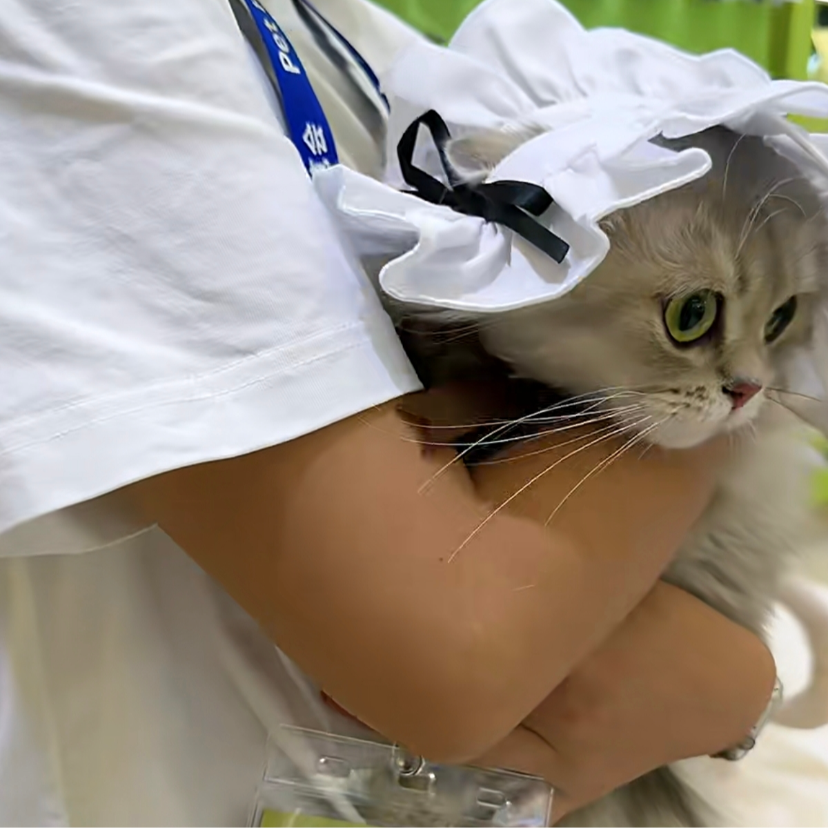 亚宠展到动物流，宠物经济里有哪些「伪需求」？ episode artwork