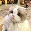 小米胖嘟嘟嘟嘟