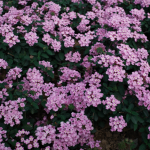 17＊当妈妈患癌这件事落在我身上