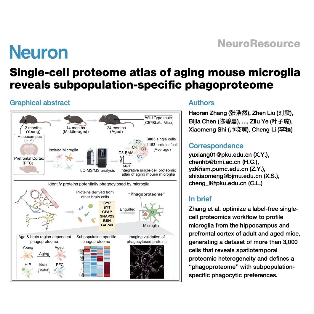 1207-Single-Cell Proteome Atlas of Aging Mouse Microglia episode artwork