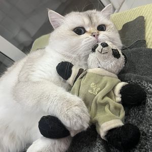 超会写文案的赛赛