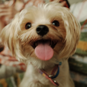 Vol.3 从怕狗到爱狗 我经历了什么