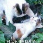 不是的