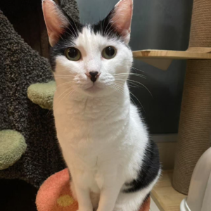 EP.26 |养猫不得不说的几件事(上)