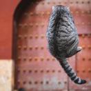 工南四猫