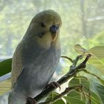 小正正呀