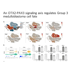 169-An OTX2-PAX3 signaling axis in Group 3 Medulloblastoma