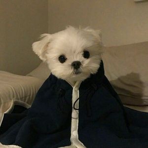 万物折叠小廖