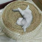 糯米稀饭的粥zhu