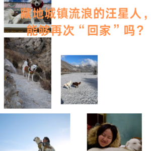 Vol.10藏地城镇流浪的汪星人，能够再次“回家”吗？