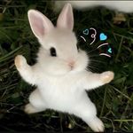 卤鹅