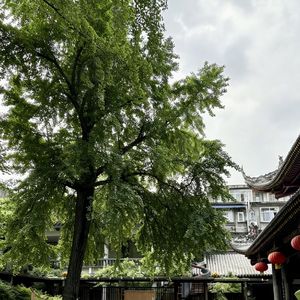EP17|成都和南诏之间,一千多年前的那两件往事