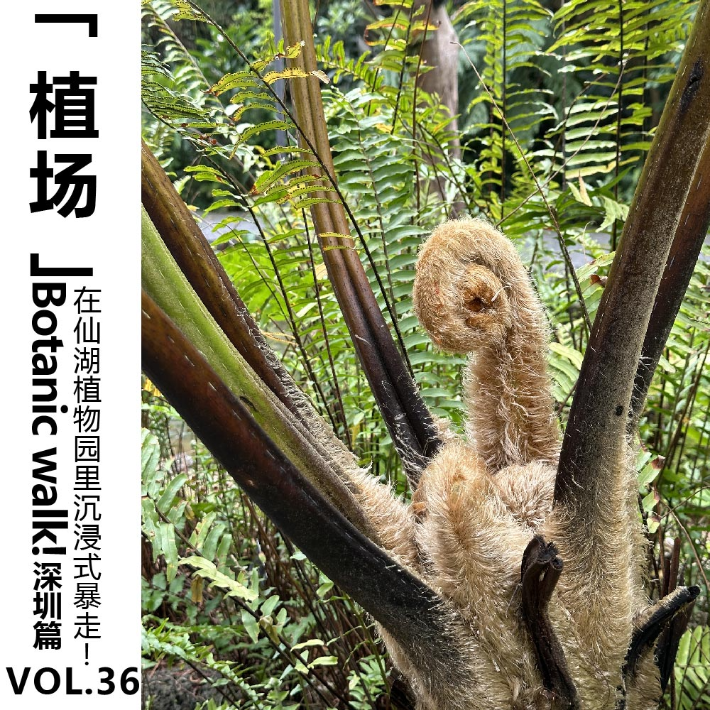 cover of episode Vol.36 Botanic walk 深圳篇，在仙湖植物园里沉浸式暴走